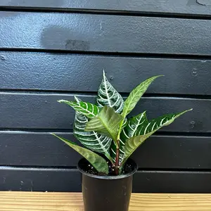 Plants Zebra Plant 4 Inch Pot