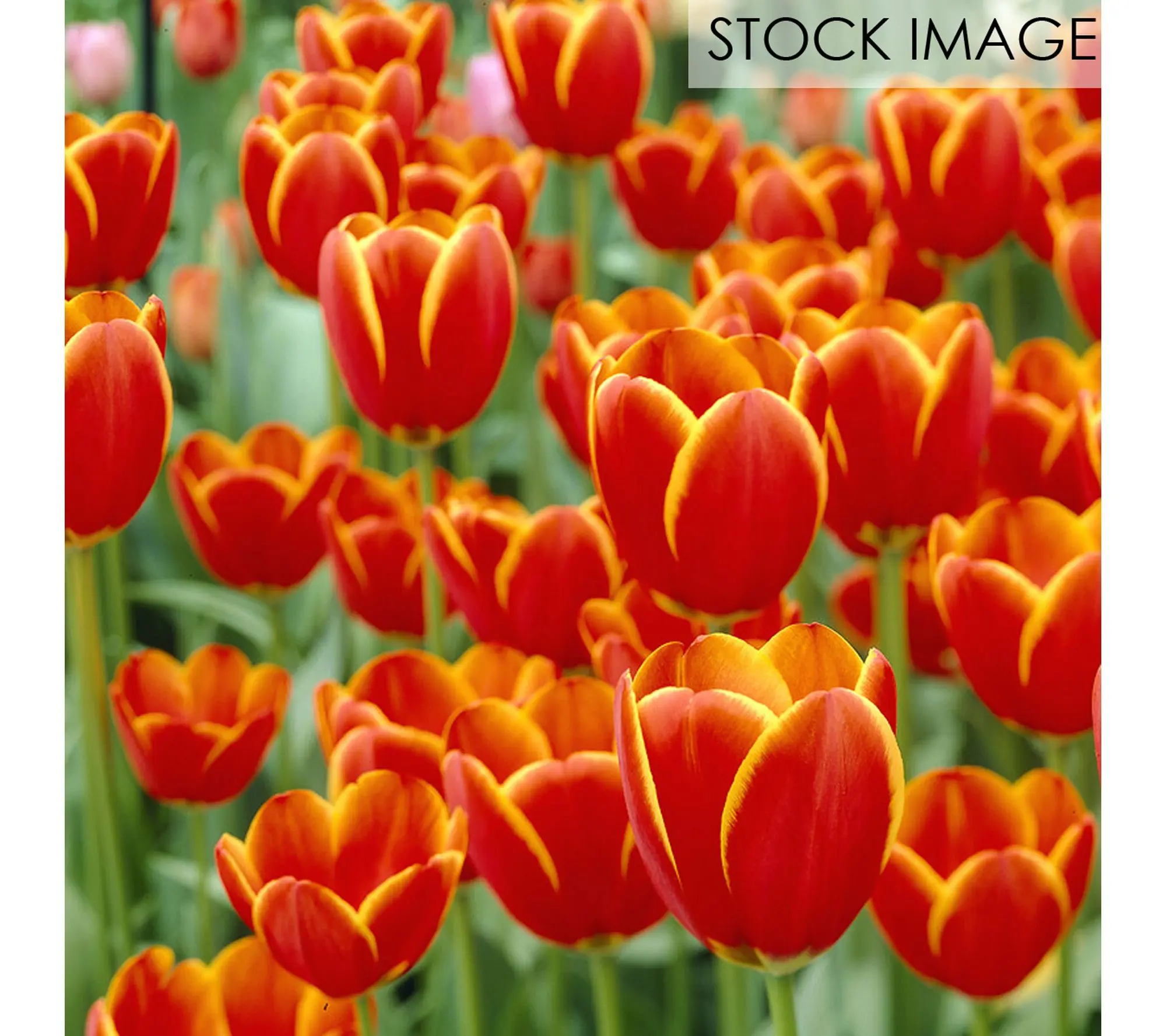 Van Zyverden Tulips Worlds's Favorite Set of 12 Bulbs