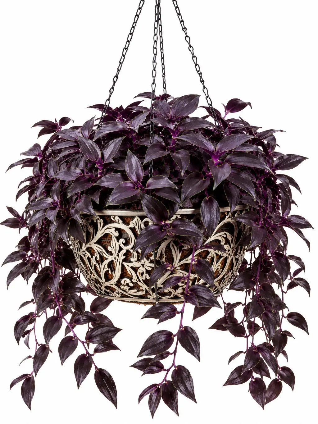 Dark Desire Wandering Jew Cuttings (2-Pack) – Rare Deep Purple Tradescantia – Easy-to-Root Trailing Houseplant Cuttings for Indoor Planters & Hanging Baskets