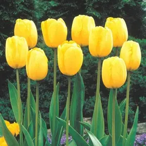 TOUCH OF ECO Golden Yellow Giant Tulip Bulbs Pack of 9/18/27/36 Triumph Tulips for Fall Planting Easy-to-Grow Perennial Spring Flowers for Outdoor Gardens