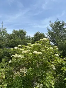 "American Black" Elderberry