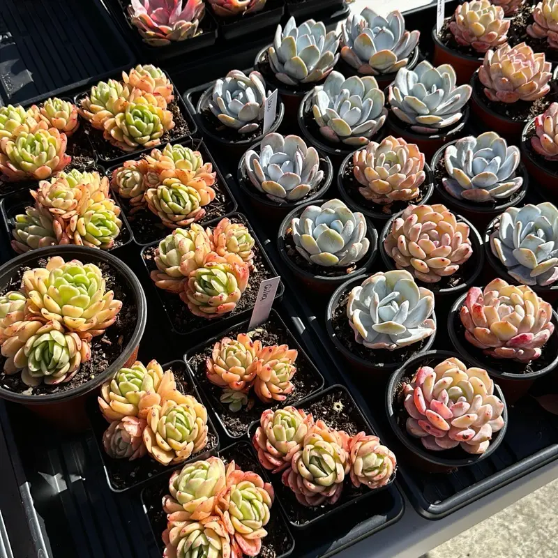 Live Stream Checkout Link - Bare Root Succulents - Terra Tales
