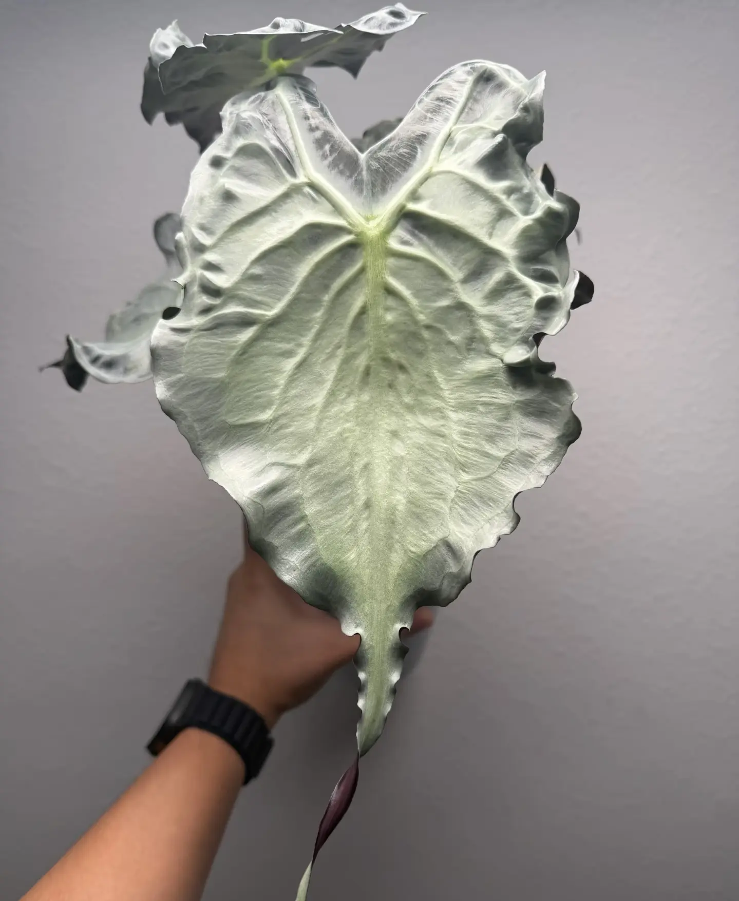 Rare Alocasia Venom Green Starter Plant in 2-Inch Pot | Metallic Dragon Leaf Alocasia
