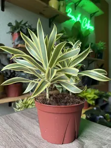6" Dracaena Song of India - Beginner friendly, easy maintenance, indoor house plant.