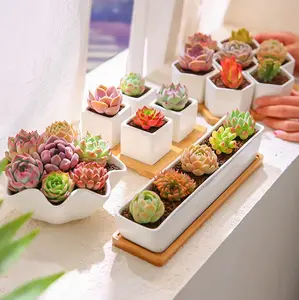 Live Succulents 12pc assorted succulents, 0.5-1"Succulents Plants, Bare root without soil pot,Garden Lovers, Wedding Favors,for garden Indoor Home Office Decoration,Gift for Succulent Lovers