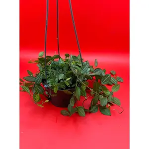 Dischidia Ovata Watermelon | 5 Inch Hanging Pot | House Plant | Live Plant | Decoration