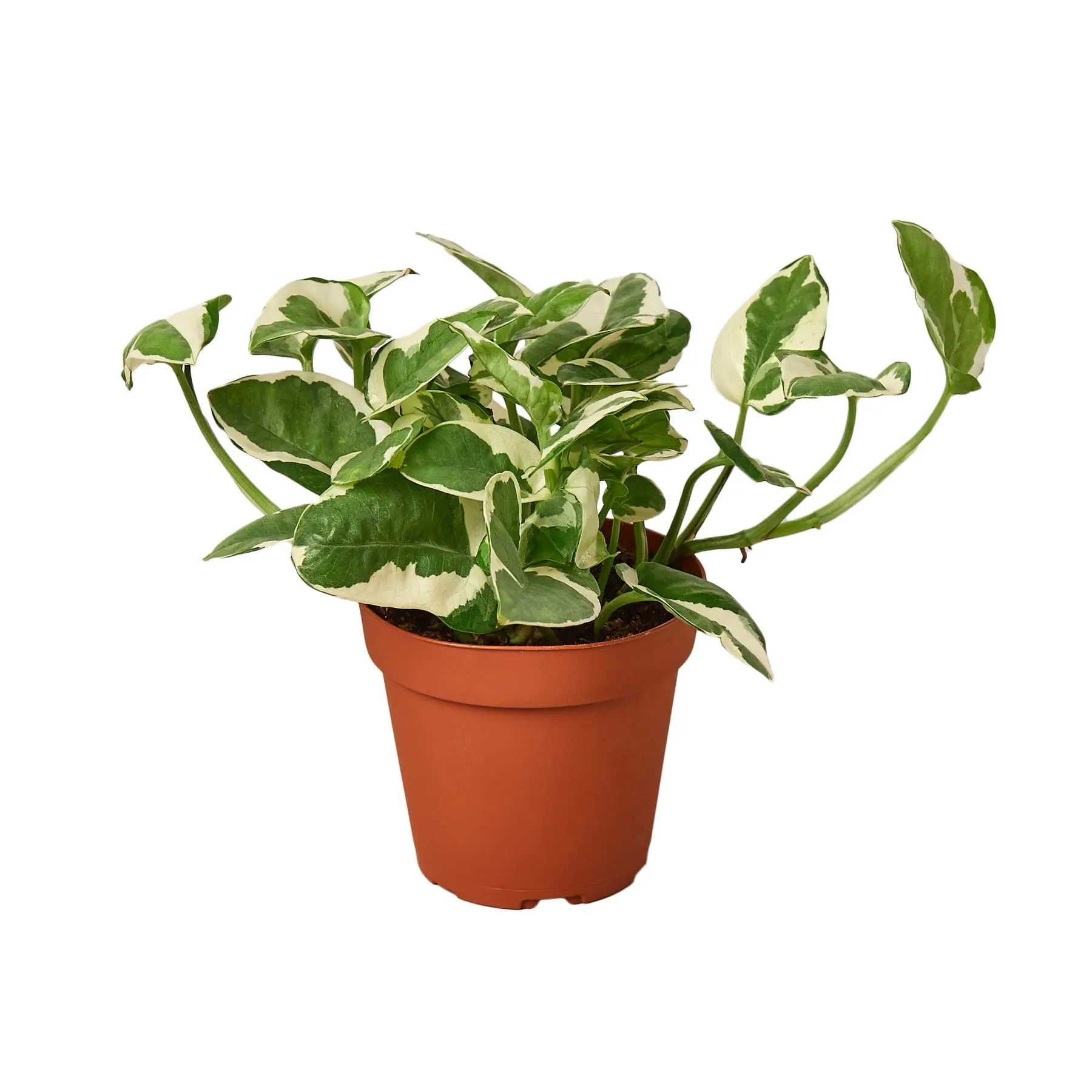 Pothos Njoy (Epipremnum aureum)