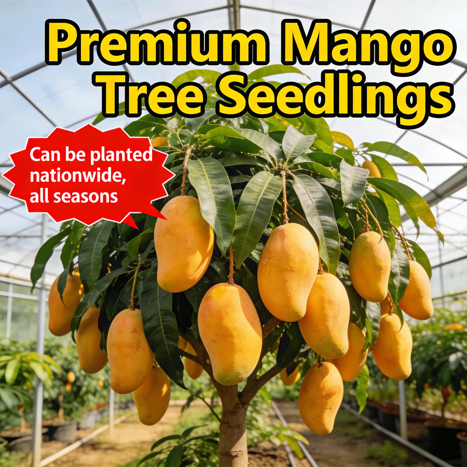 Live Mango Tree Seedling – Easy to Grow Tropical Fruit Tree for Home Garden and Patio Live Mango Tree Seedling – Easy to Grow Tropical Fruit Tree for Home Garden and Patio
