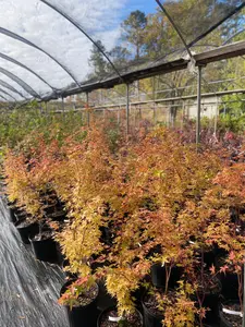 Coral Bark Japanese Maple Bundle