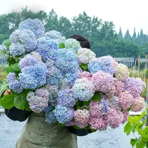 200pcs Mixed Color Hydrangea Seeds – Beautiful Blend of Colors, Easy-to-Grow, Pollinator-Friendly, Ideal for Garden Borders, Non-GMO