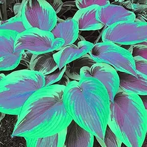 800PCS Hosta Seeds Easy Grow – Perfect for Shady Spots
