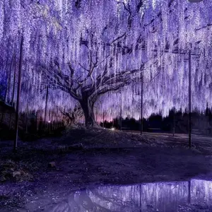 20 Ounces American Wisteria Seed - Texas Wisteria Macrostachya Beauty Privacy Screen Striking Landscaping Plant