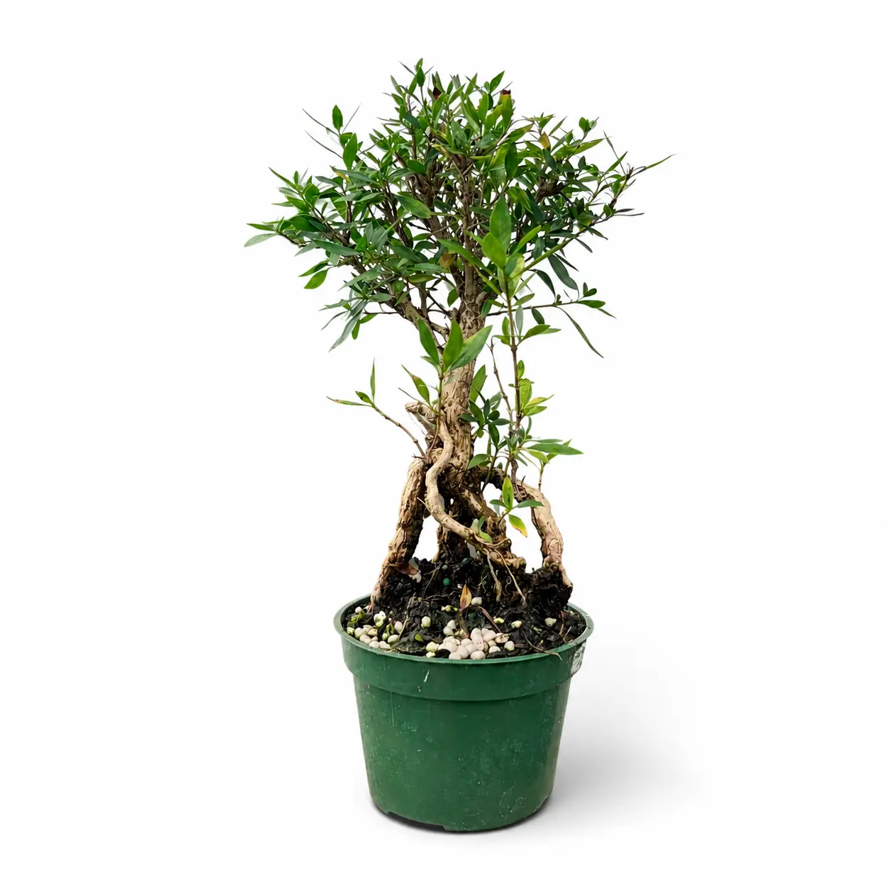 Serissa Mount Fuji Live in 4"Pot - Pre-Bonsai