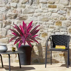 Realistic Dragon Blood Tree artificial plant with bright pink to purple-red leaves, suitable for home, wedding, office, hotel - no watering required, durable plastic material, Mother's Day, Easter, St. Patrick's Day