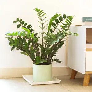 ZZ Plant