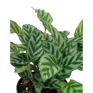 Calathea Freddie - Live Plant in a 6 Inch Pot - Calathea 'Cocinna' - Florist Quality Air Purifying Indoor Plant