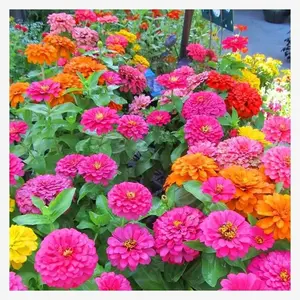 1000 pcs California Giants Mix Zinnia Seeds for Planting - Non-GMO Heirloom Packet to Grow Your Flower Garden - Attract Bees and Butterflies - Great to Cut and Come Again - Summer Annual