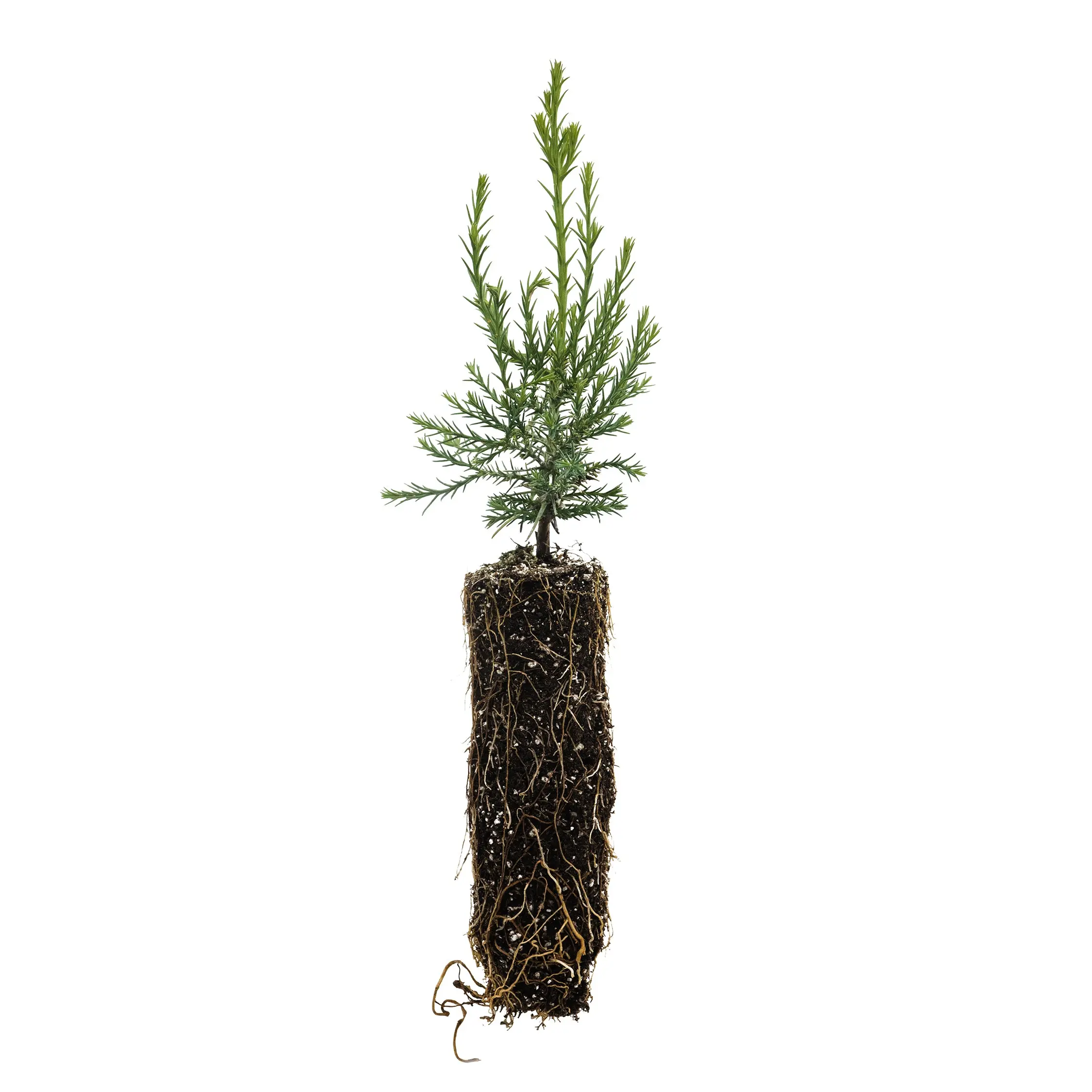 Giant Sequoia | Medium Tree Seedling