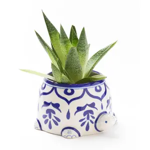 Lalita Mama Turtle Succulent Planter - White, Blue Hand Painted by Matr Boomie
