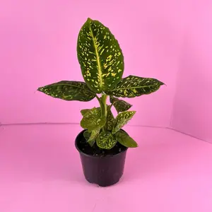Dieffenbachia Reflector 6” | Camouflage Dieffenbachia | Houseplant