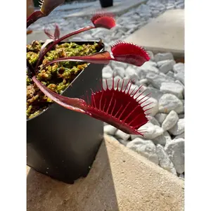 Venus Flytrap (Dionaea Muscipula) Akai Ryu in a 3.5" pot