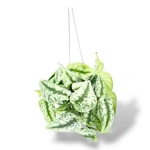 Scindapsus Exotica, 6 Inch Pot, Live Plant, Hanging