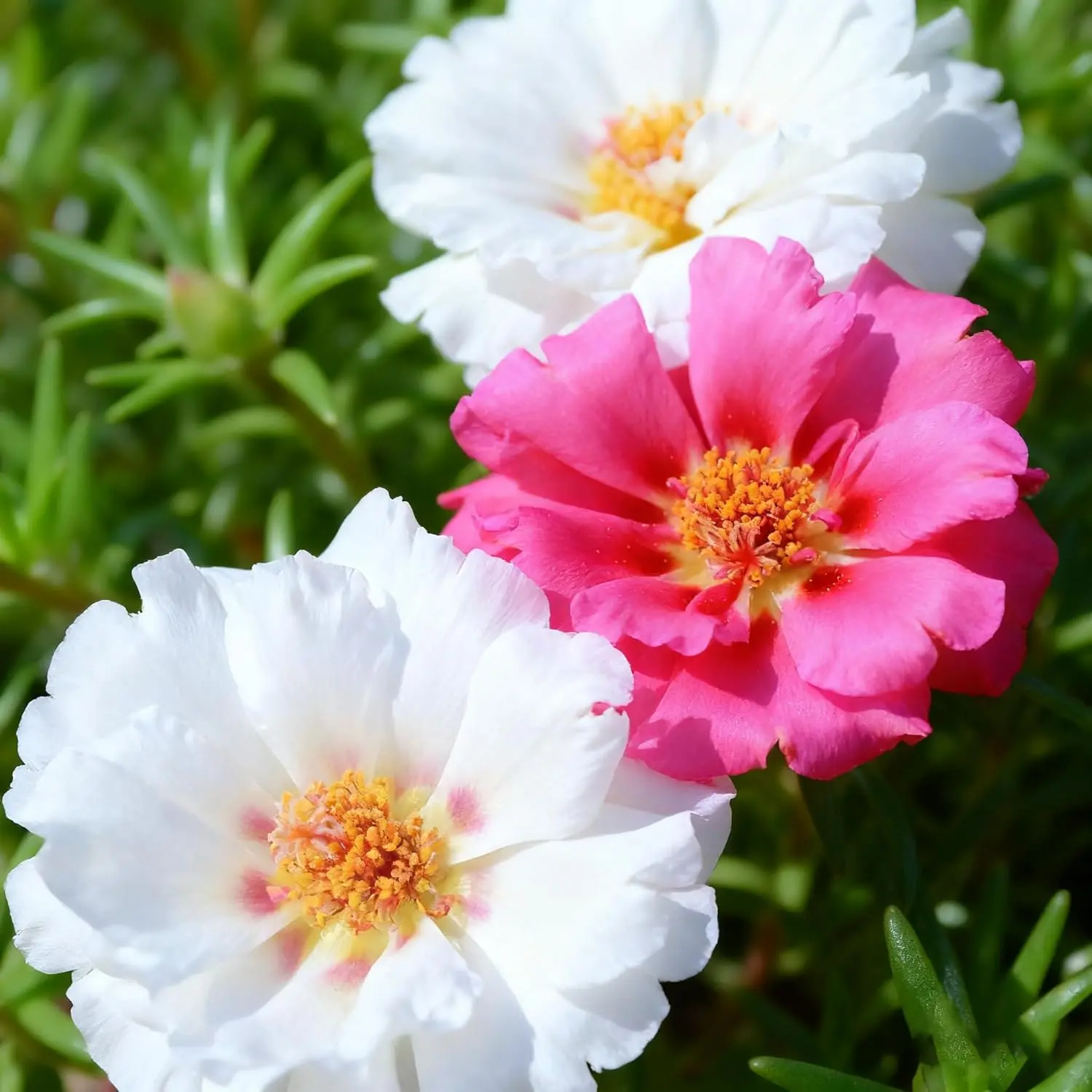 Double Portulaca Seeds for Planting  Mixed Color Double Moss Rose Flower  Seeds, Non-GMO Heirloom Ground Cover, Beginner-Friendly & Easy to Grow  Purslane Flowers for Outdoor Garden, Pots, Beds & Yard -