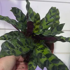 Calathea Lancifolia Rattlesnake Plant with Unique Patterned Leaves for Indoor Decor