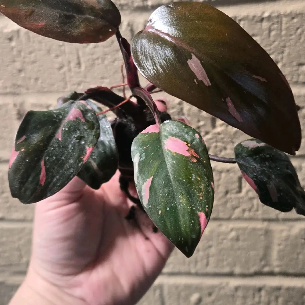 Philodendron Pink Princess - Indoor Plant