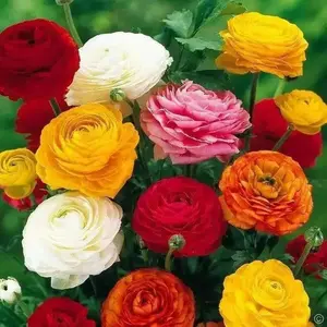 Ranunculus Seeds. Magic Mix  Persian Buttercup ,beautiful annuals.