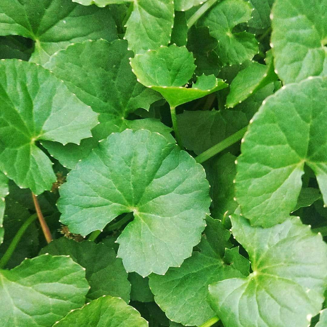200+ Seeds Gotu Kola Big Leaf Centella Asiatica Indian Pennywort Brahmi Rau Má Organic Vegetable Planting Non-GMO, green