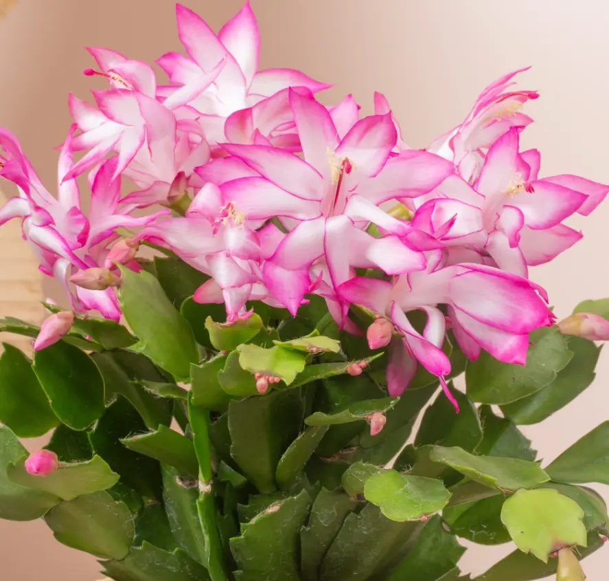 Pink Christmas Cactus Plants Live in 3 Inch Pot - Holiday Cactus