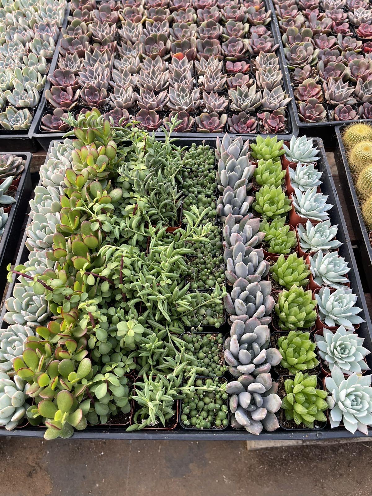 120 Mini Succulents for Weddings or Events- Perfect for a special occasion