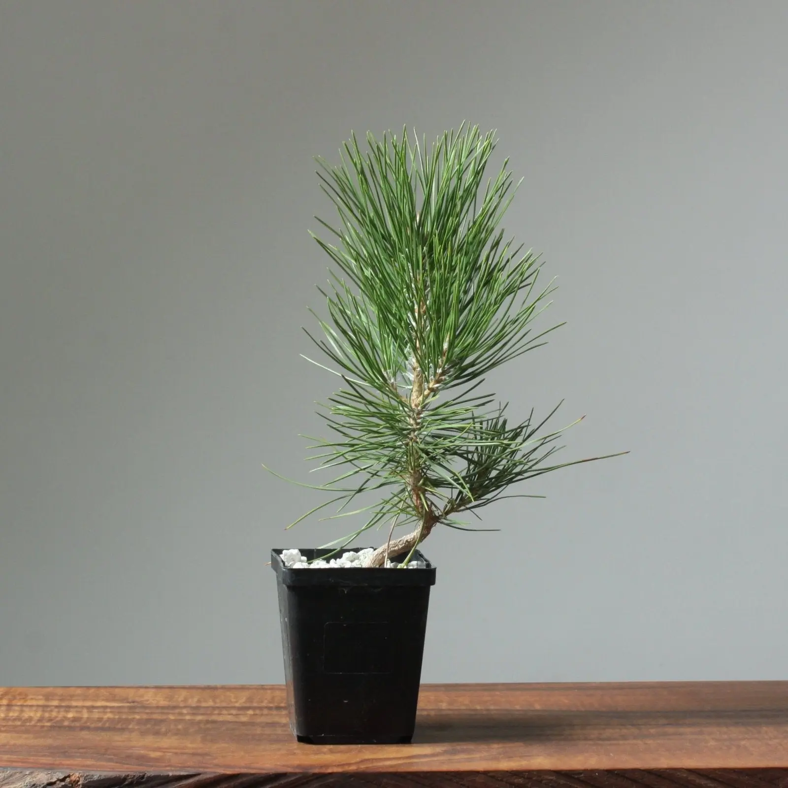 Japanese Black Pine Potted Bonsai Starters