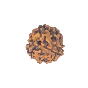 3 Mukhi Rudraksha Bead - Elaeocarpus Ganitrus - Spiritual Self Empowerment Himalayan Tree