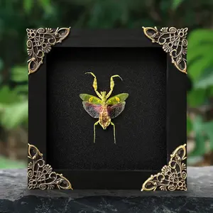 Flower Mantis Coffin Frame Wall Art | Gothic Home Decor | Witchy Room Display | Oddities & Curiosities Decor