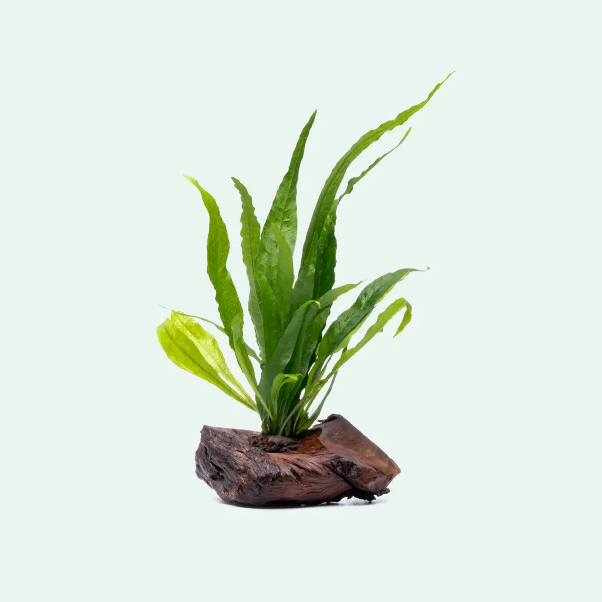 Microsorum Pteropus Driftwood
