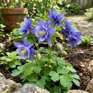 Premium Aquilegia Seeds Columbine Seeds for Garden Planting Beautiful Bell-Shaped Flowers Non-GMO Easy Grow Perennial Flower Seeds for Home Garden Decoration Outdoor Landscaping