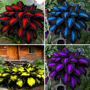 Mixed Hosta Seeds for Planting, Hostas Seeds Rare Perennial Under Trees & North Facing Areas Shade Garden, Drought Tolerant Perennial Ground Cover Decorative Foliage