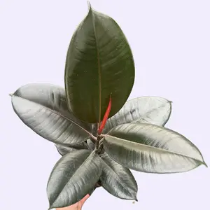 Burgundy Rubber Tree - Ficus Elastica - Dark Live Plant - Goth Houseplant