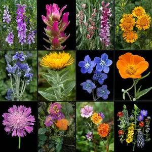 Wildflower Seed Mix – 24 Varieties, Pure Seeds No Fillers, Home Garden, Attracts Bees, Birds & Butterflies, Easy to Grow Colorful Flowers（3000 pcs）