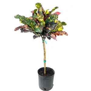 Croton Magnificent Patio Tree - Live Plant in a 10 Inch Pot - Codiaeum 'Magnificent' - Florist Quality Beautiful Clean Air Indoor Houseplant for The Patio and Garden