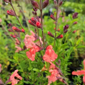 Autumn Sage 'Apricot'