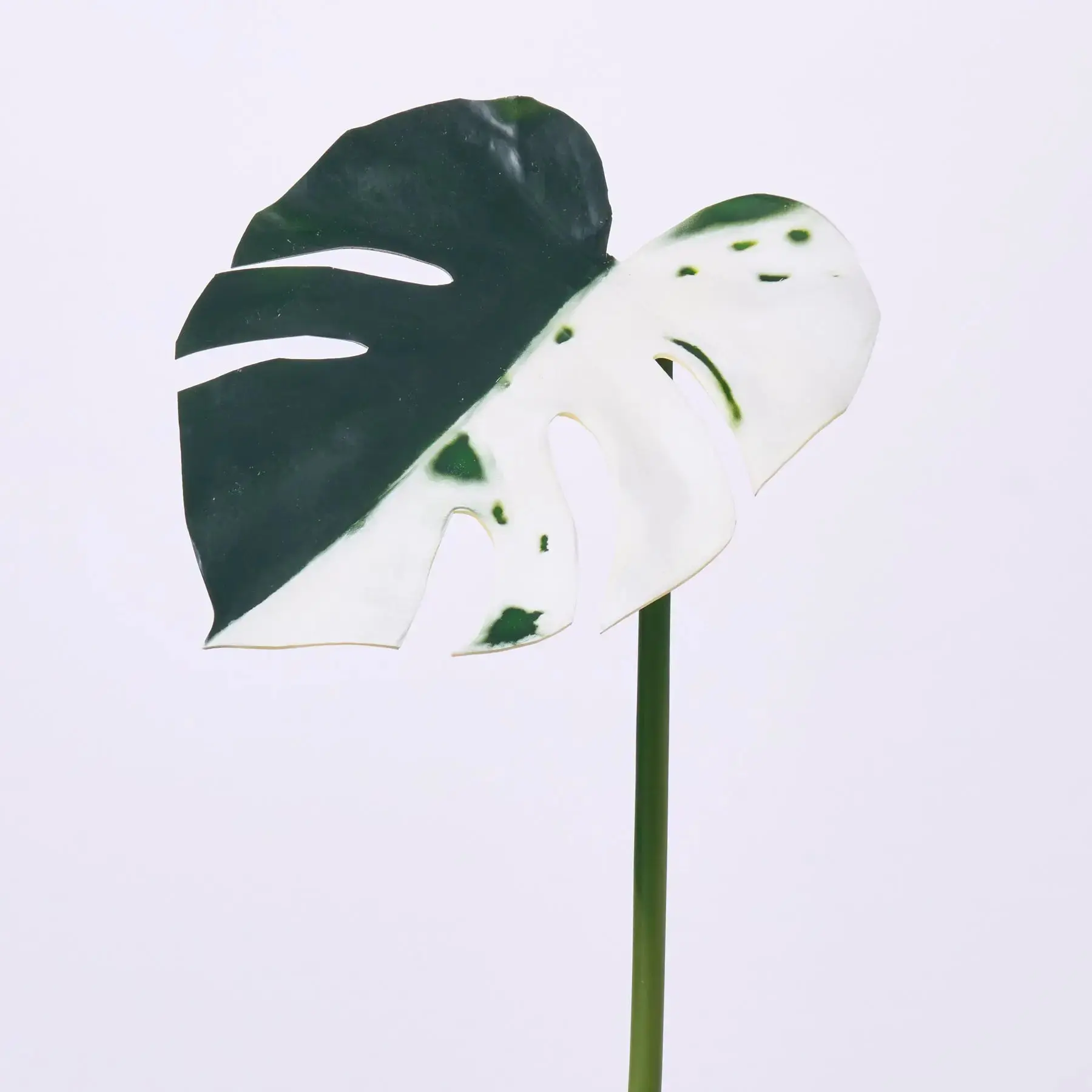 Variegated Green & White Monstera Deliciosa Albo Leaf Single Stem Tropical Spray - 22"