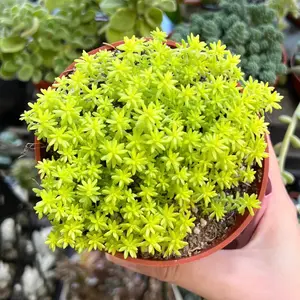 Sedum Tokyo Sun, Yellow Stonecrop, Rare Succulent, Live Plant in 4" 6” pot
