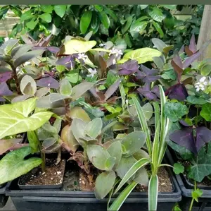 Special 8 Plant Bundle