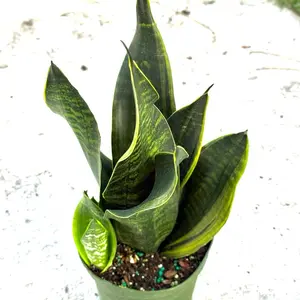 Sanseveria Black Flame in 6” Pot Live Houseplants