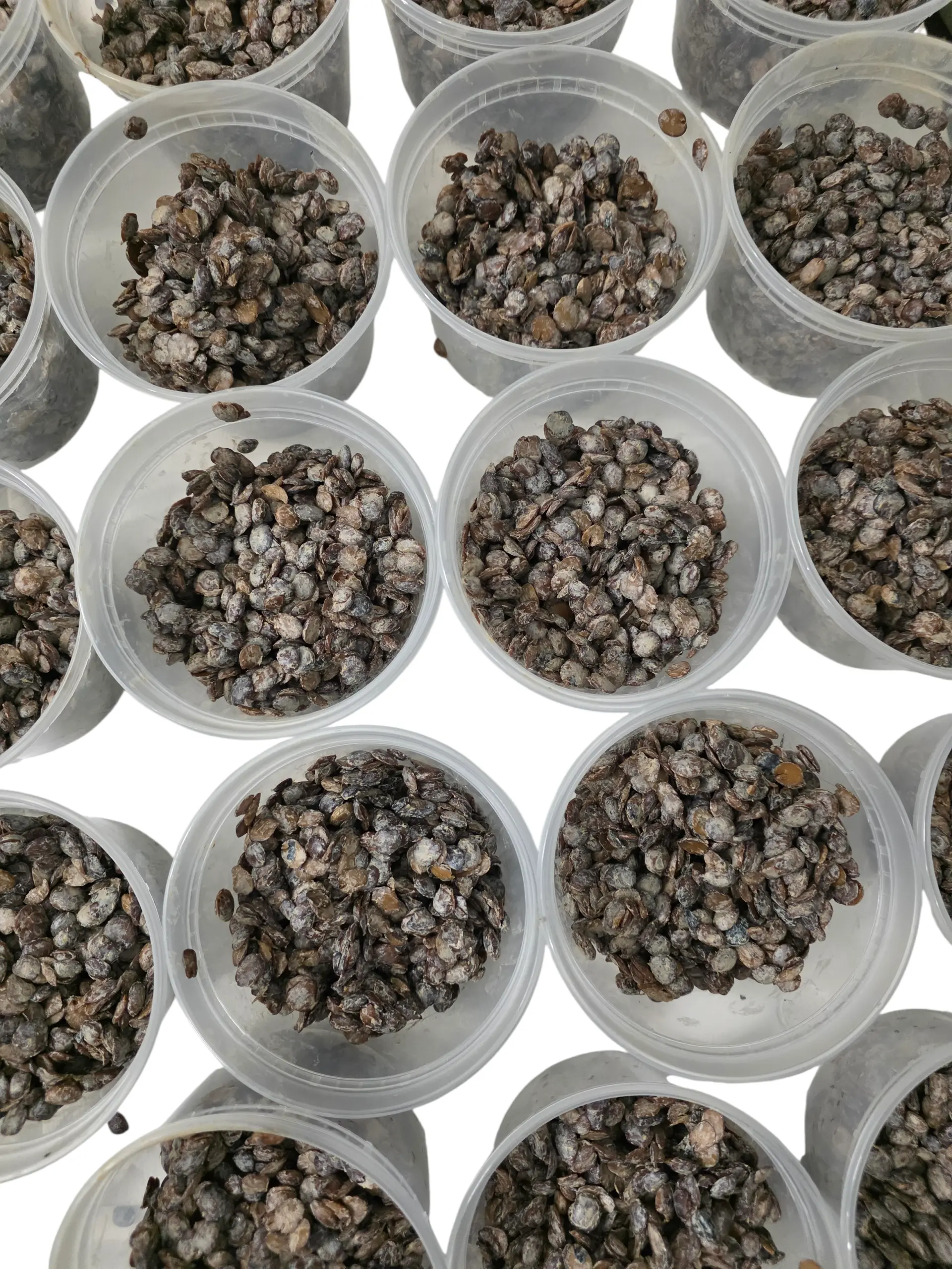 Fresh Locust Beans - Stone-Free, Salt-Free Iru Ekiti Staple for Cooking (Top-Rated in USA)