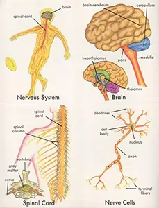 USED-Human Body (Science Flash Cards) (Cards)
