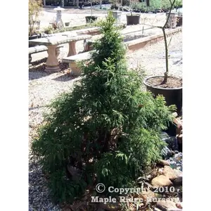 Cryptomeria japonica 'Yellow Twig' Japanese Cedar